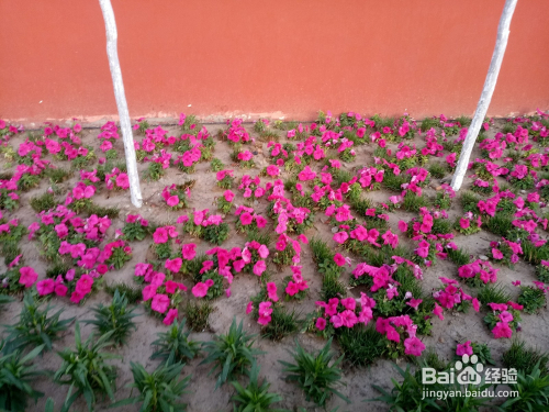 微信小程序快速识别花草