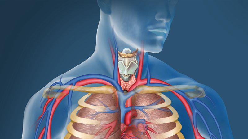 「器官排毒时间表」是真的吗？