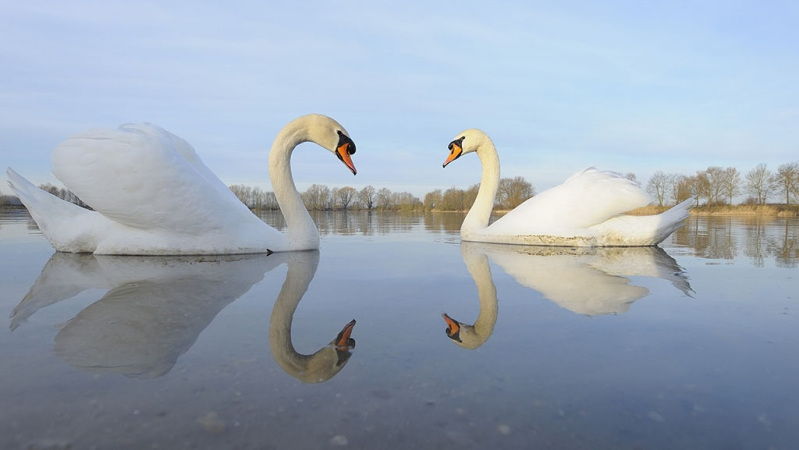 多少次相亲,才能获得两只大鹅般的爱情?