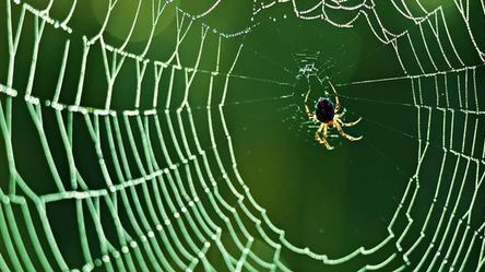 蜘蛛吐丝?居然被骗了这么多年!