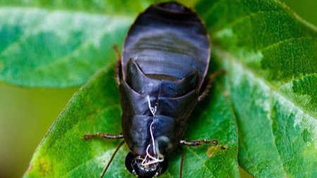 蟑螂乳汁你敢喝吗?下一款超级营养食品或将问世