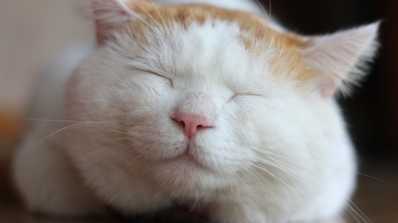 为什么眯着眼睛看得更清楚?