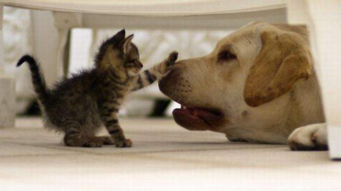 爱猫和爱狗的人性格有什么不一样?