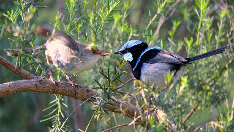 雌鸟为什么不鸣叫?
