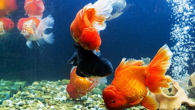 鱼的记忆只有7秒?大错,金鱼能记住1年前吸管的颜色