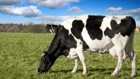 动物能产奶,你知道植物产奶吗?