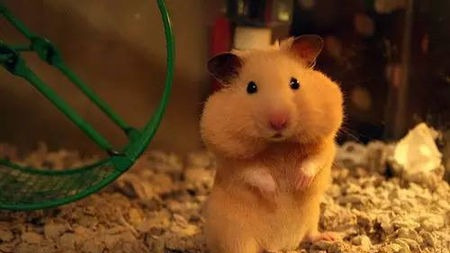 仓鼠如何将这么多食物塞进脸颊的?