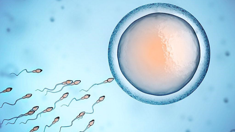 内裤会影响精子质量吗?