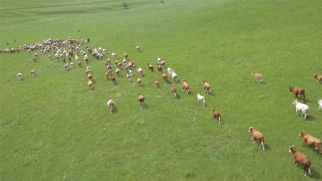 中国牛肉产量不足如何破解?