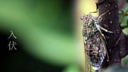 桑拿天要来了!今年“三伏天”比去年多10天?