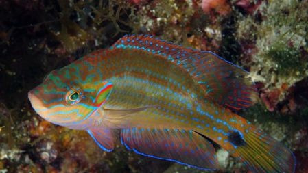 为了怀孕,动物们做出过哪些努力?