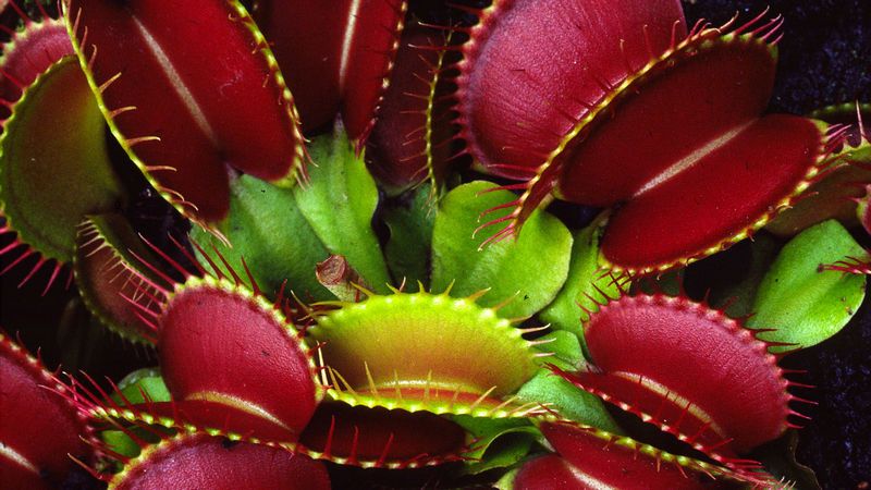 会数数又能动:捕蝇草也有“神经系统”?