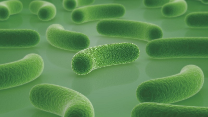 益生菌能治疗消化不良吗?