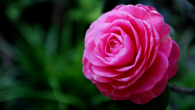 9月,这13种木本花卉最适合扦插,别错过!