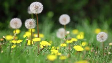 世纪难题:“野菜”到底能不能采?