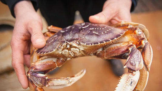 放生700只虾蟹被罚13万!外来物种入侵让放生变杀生!