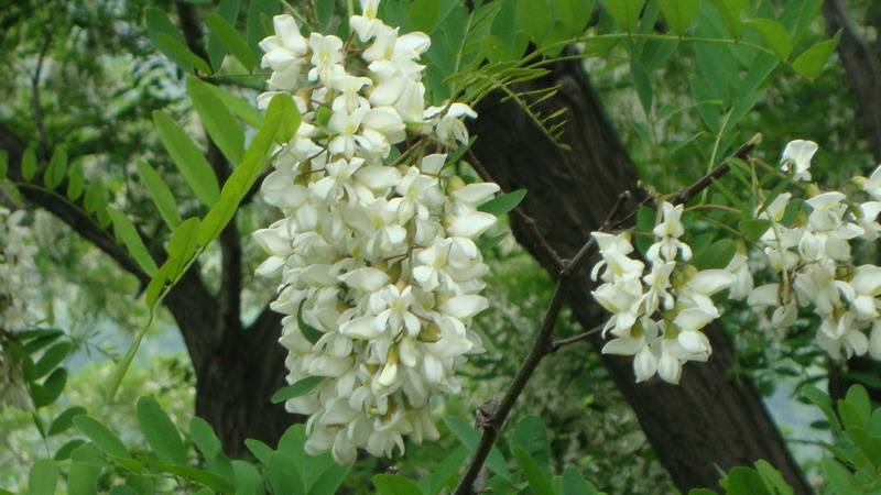 五月槐花香,来解锁它的各种吃法吧