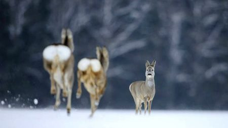 自然界中有哪些被自己“蠢死”的动物?