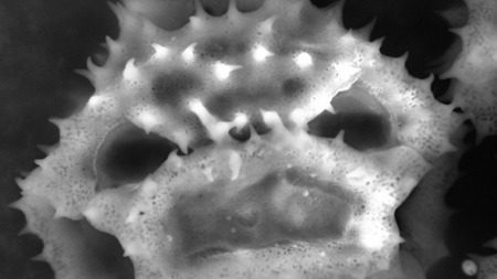 植物的花粉千姿百态,你见过几种?