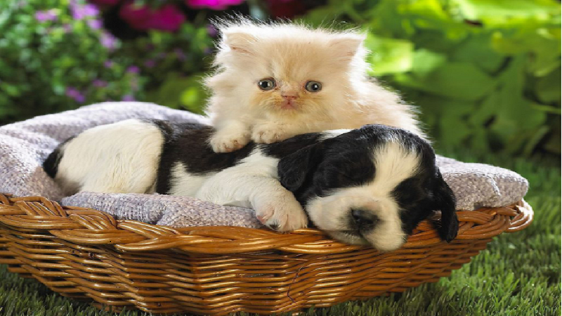 喵星人和汪星人是天敌吗?