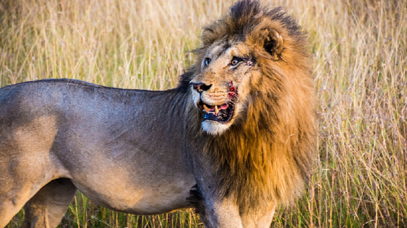 非洲狮的生存现状究竟是怎样的?