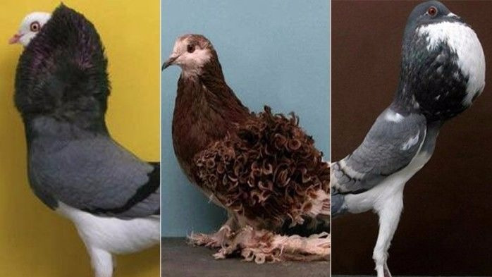 鸽子为啥成为和平的象征,原来是这么回事!