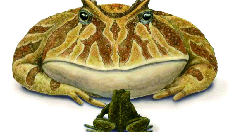 考古发现:吃恐龙的小怪兽