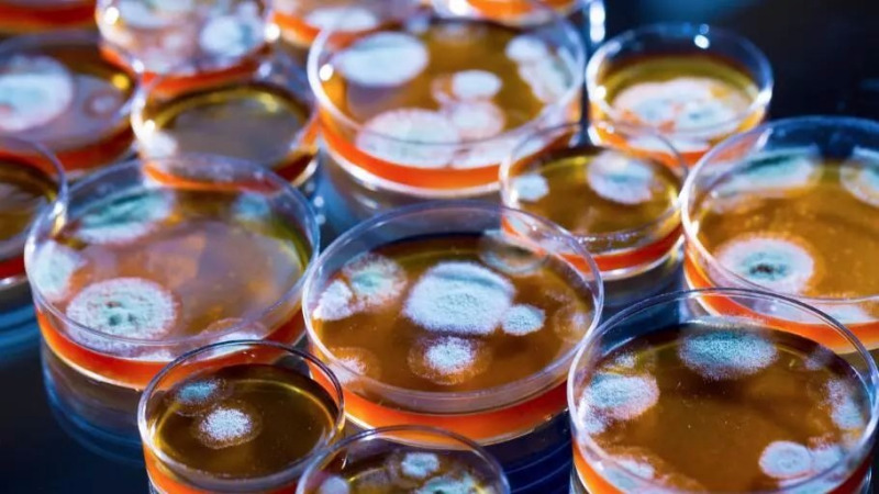 意外!青霉素竟然是这样发现的