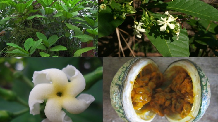 说起非洲,除了猴面包,还有哪些珍奇药用植物?