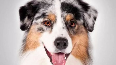 智商是个好东西,快看你家狗狗排第几!