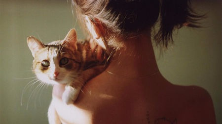 猫也可以做工作喵?别怀疑,你看到的不是一只假猫