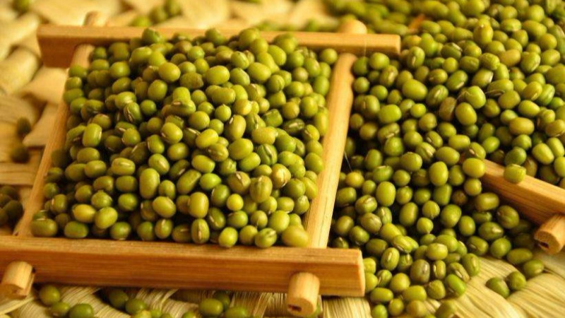 从绿豆到绿豆芽,营养增加了多少?