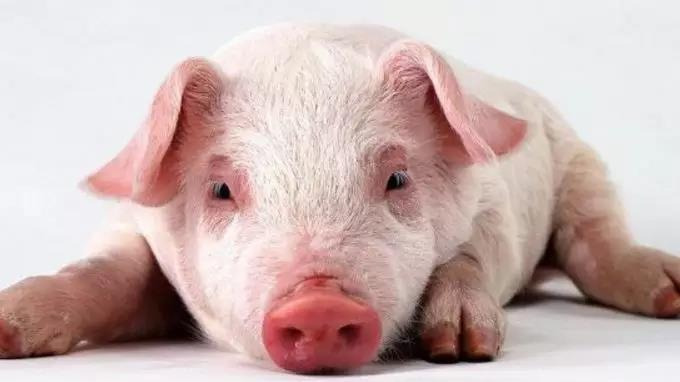 都是肉,野猪肉家猪肉有何不一样?怎么吃更营养?