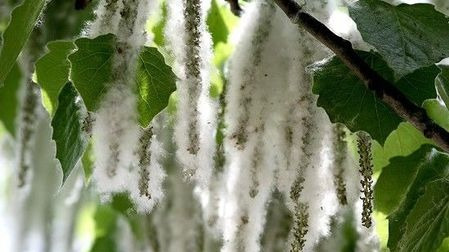 让中国人焦虑的杨絮背后,曾“拯救”北京800万人?