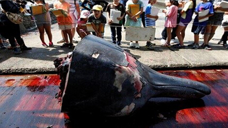 同样是捕杀,为什么有的物种濒临灭绝,有的却没有?