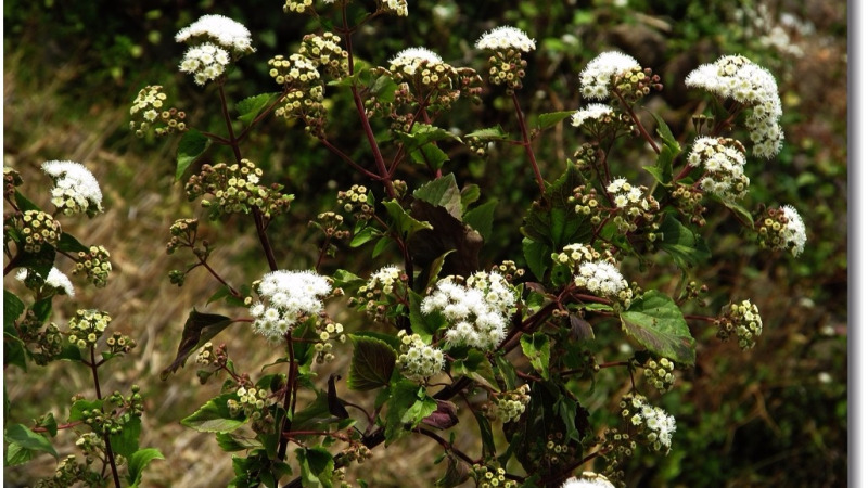 入侵植物强势来袭,“头号杀手”紫茎泽兰造成了哪些危害?