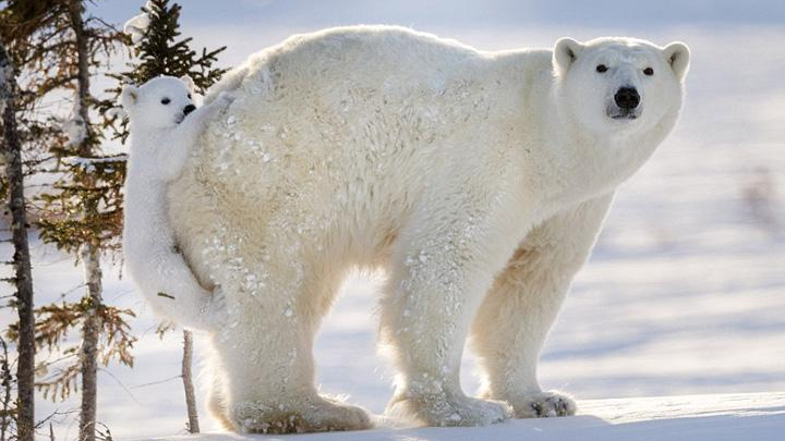 【母亲节】谁是最温柔的动物妈妈?