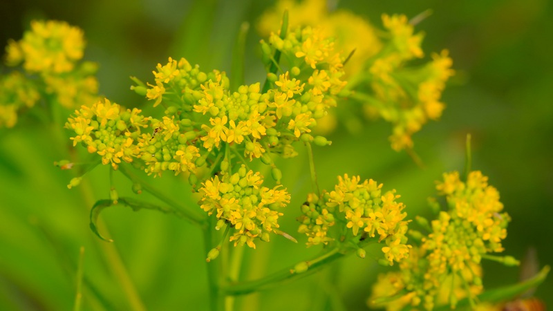 99%的人都不知道,这十六种野菜有毒千万别吃!