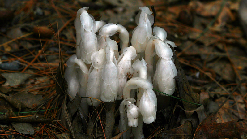 冥界有花,意为死亡?