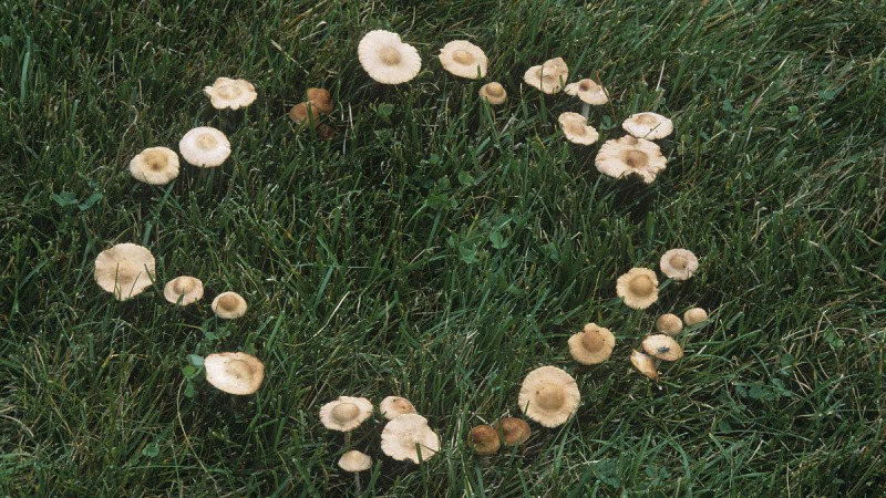 神秘而美丽的蘑菇圈:这可不是人类种上去的