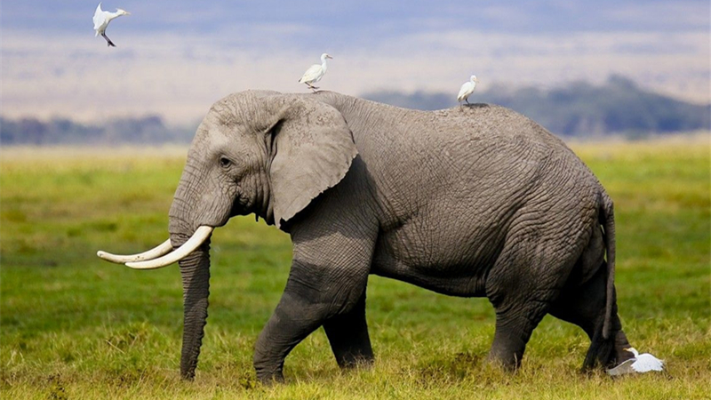 非洲那么热,大象怎么活?