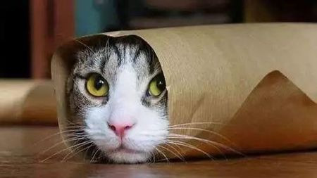 2017搞笑诺奖新鲜出炉,哪个是你心中的奇葩之王?