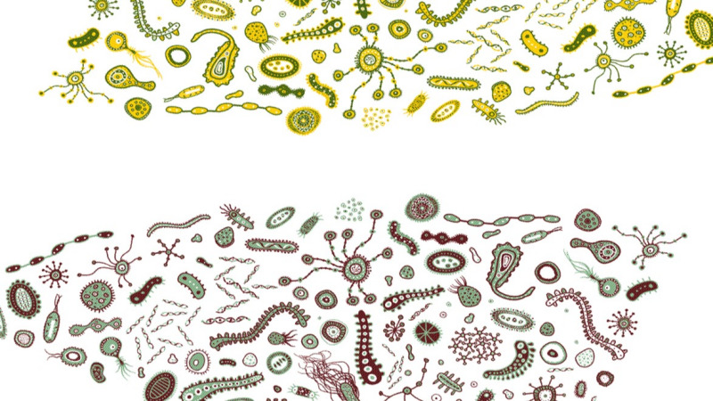 有益菌是如何躲过人体免疫系统的?