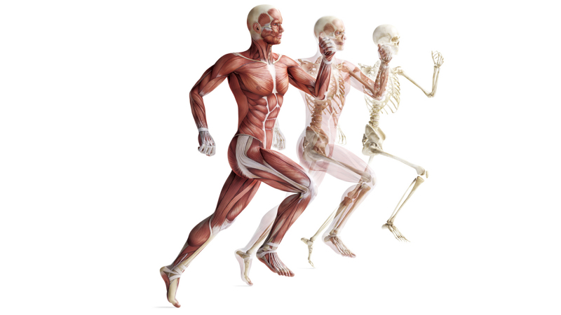 奔跑,使我们从猿类进化为人类?