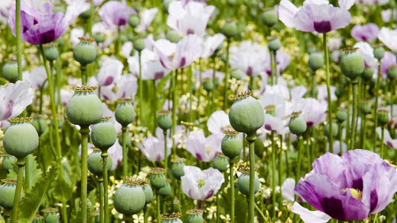 添加“罂粟”的食物会让人上瘾吗?