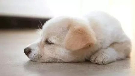 他3年来送走近6000只宠物:每个生命都需要体面地与世界告别