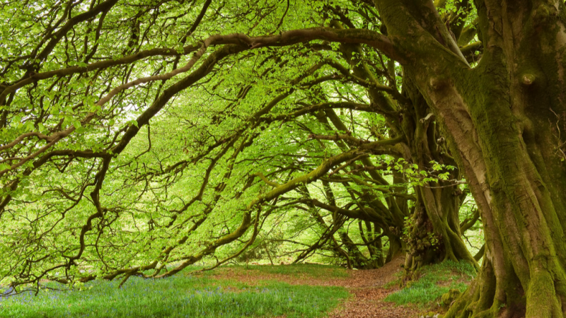 铁树开花难?有些花100年开1次才是真绝色
