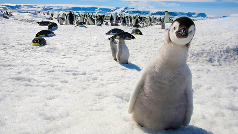 北半球曾经有过企鹅吗?