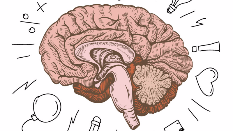 人体有第二个大脑?