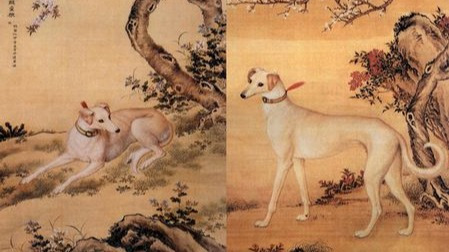 吃狗肉是伦理问题还是权利问题